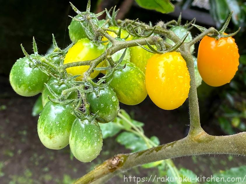 ミニトマトの成長記録 家庭菜園年 らくらくキッチンのブログ