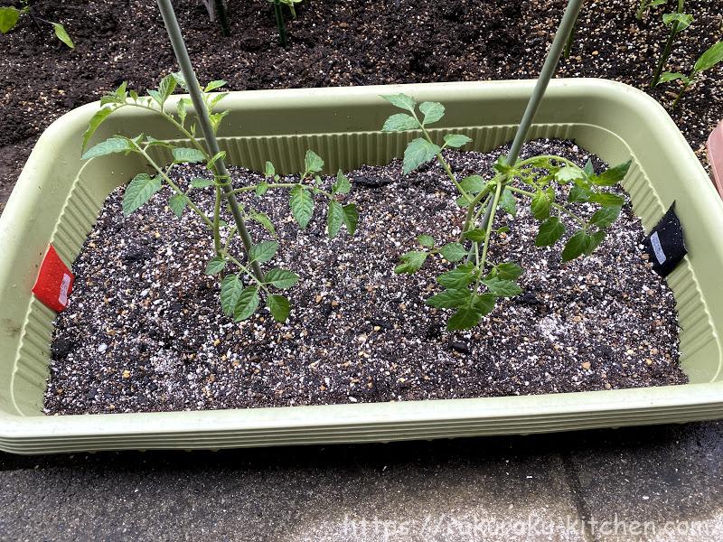 ミニトマト　プランター栽培
