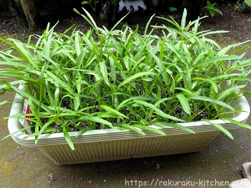 空心菜 エンツァイ プランター栽培の成長記録 年夏 らくらくキッチンのブログ 空心菜 エンツァイ プランター栽培の成長記録 年夏 らくらくキッチンのブログ