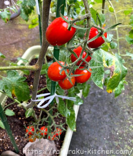 ミニトマトの成長記録 家庭菜園年 らくらくキッチンのブログ