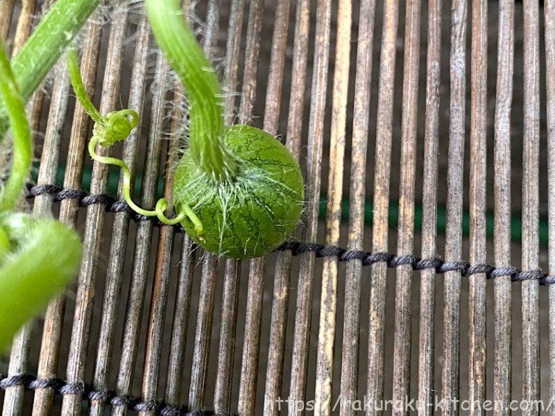 大玉 小玉すいか プランター栽培の記録 21家庭菜園 らくらくキッチンのブログ 大玉 小玉すいか プランター栽培の記録 21家庭菜園 らくらくキッチンのブログ