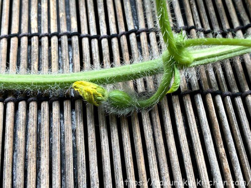 大玉 小玉すいか プランター栽培の記録 21家庭菜園 らくらくキッチンのブログ 大玉 小玉すいか プランター栽培の記録 21家庭菜園 らくらくキッチンのブログ