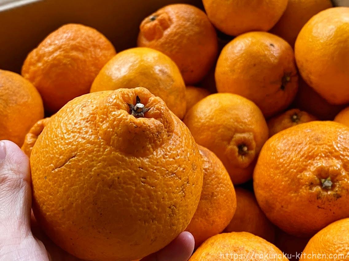 不知火 デコポン