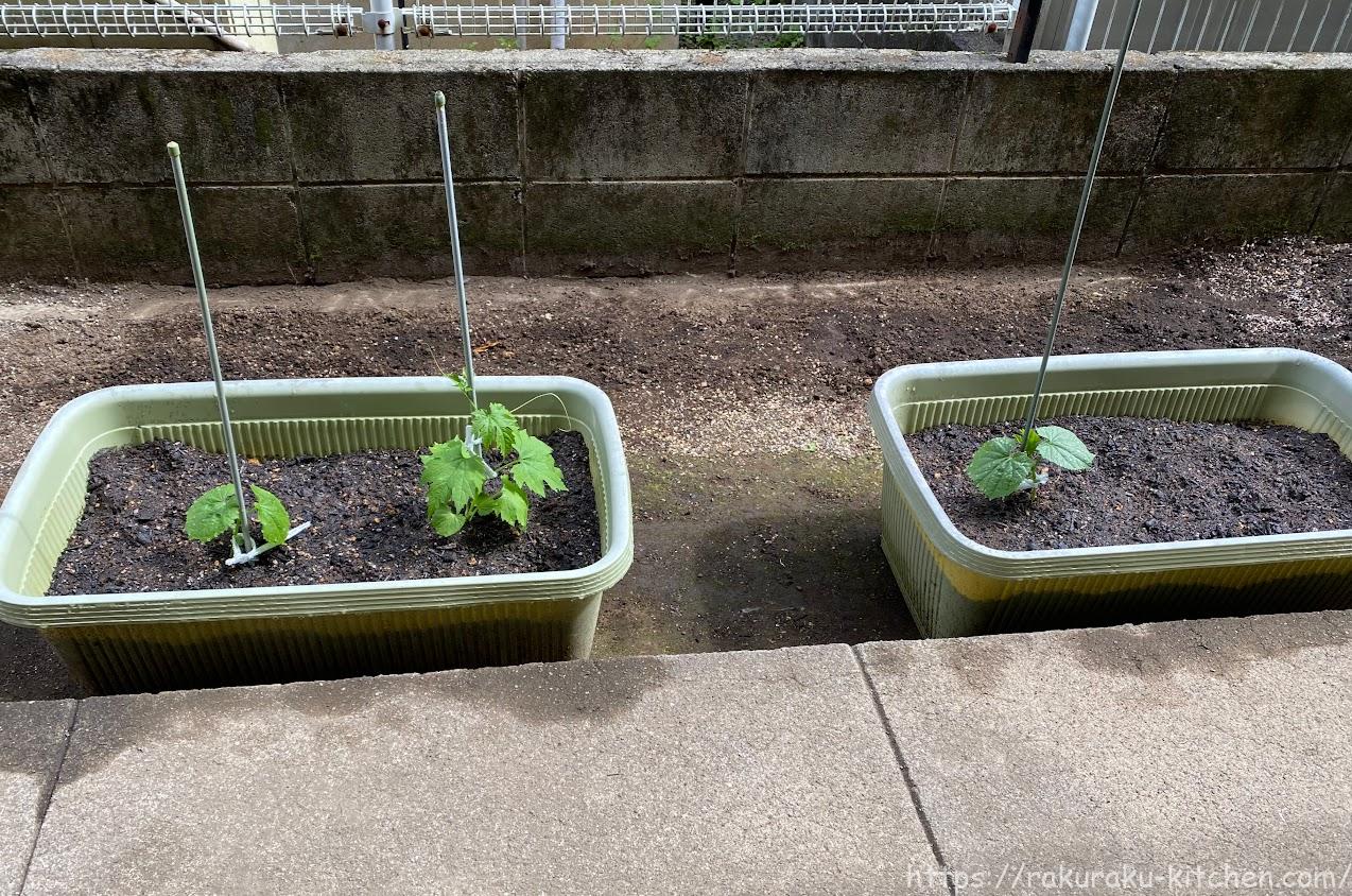 22年 ゴーヤ 家庭菜園の記録 らくらくキッチンのブログ 22年 ゴーヤ 家庭菜園の記録 らくらくキッチンのブログ