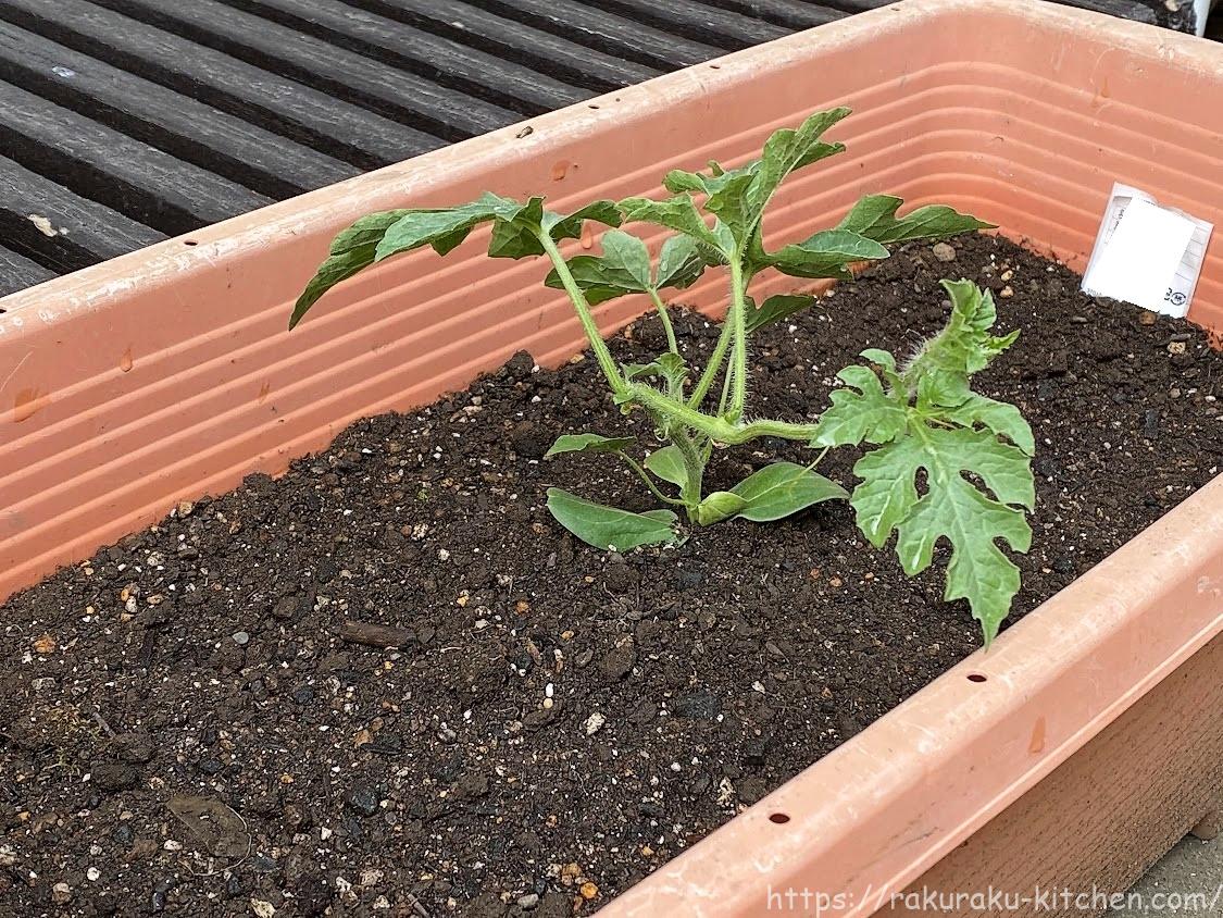 22年 スイカ プランター栽培の記録 らくらくキッチンのブログ 22年 スイカ プランター栽培の記録 らくらくキッチンのブログ